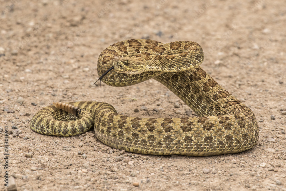 Obraz premium Coiled Western Rattlesnake