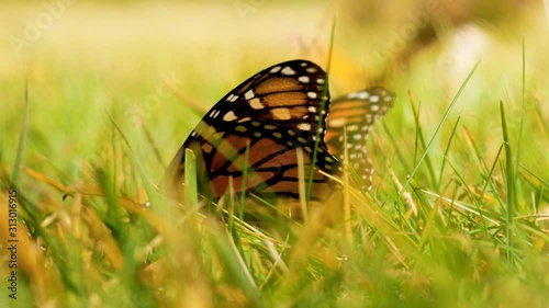 Monarch butterfly drinks water on grass of Joya Redonda in Atlautla at foot of the Popocatepetl volcano, Mexico.