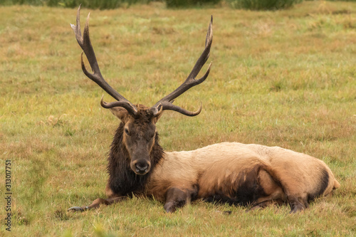 Post-rut Bull Elk