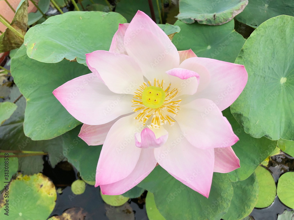 Beautiful pink waterlily or lotus flower in pond. Beautiful pink waterlily or lotus flower in pond.