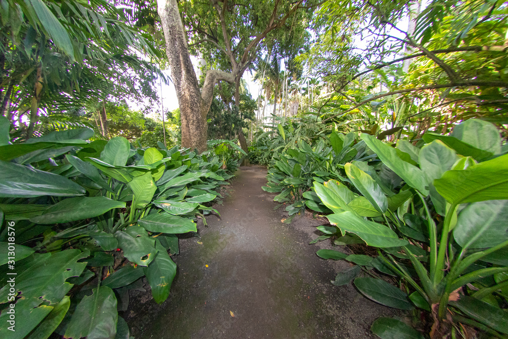 tropical palms on a garden path