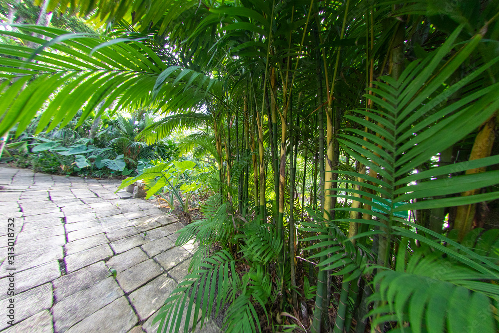 palm trees in the jungle palm trees in the jungle