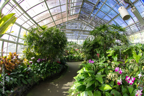 Obraz na plátne plants in greenhouse