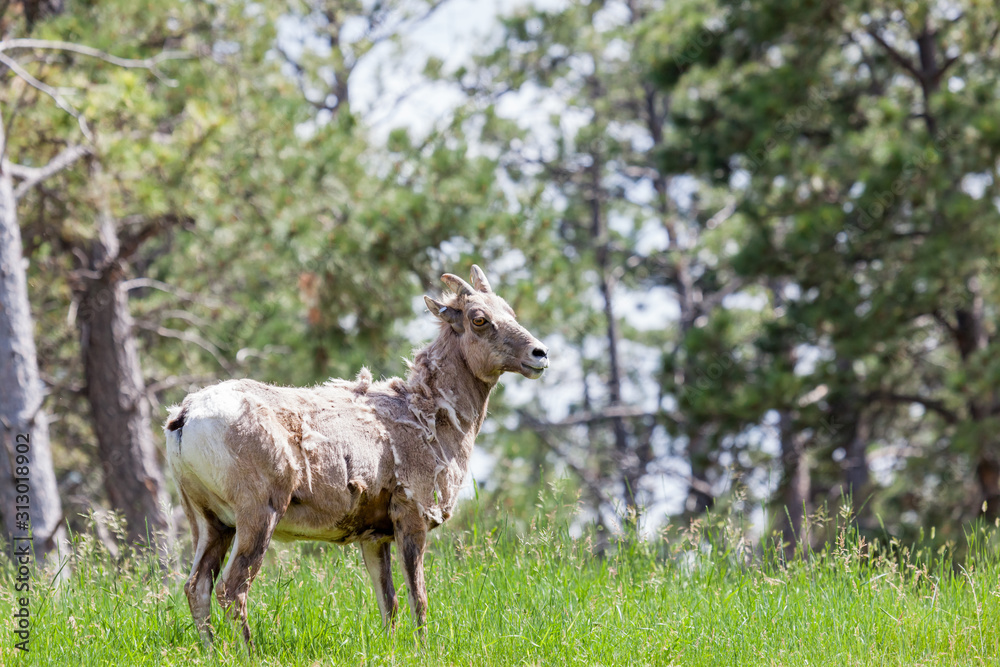 Obraz premium Shedding Bighorn Sheep
