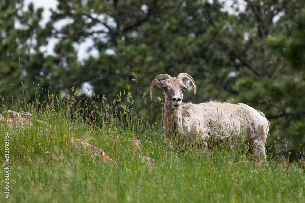 Fototapeta premium Female Bighorn Sheep
