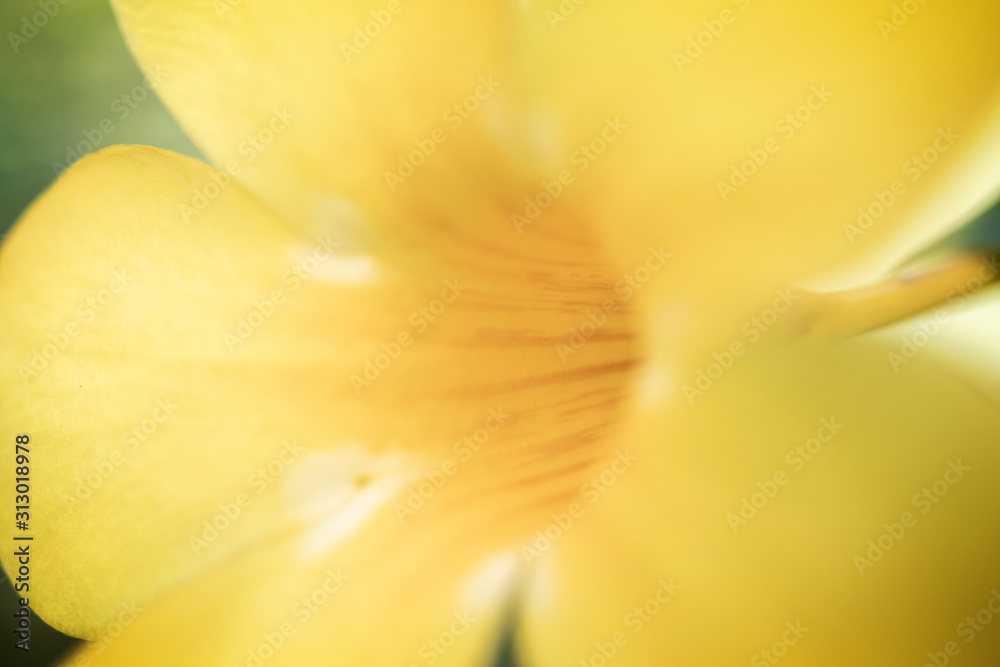 closeup of yellow tulip closeup of yellow tulip