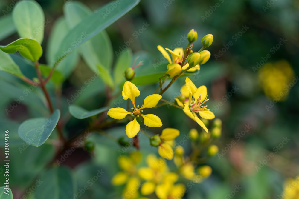 yellow flowers in garden yellow flowers in garden