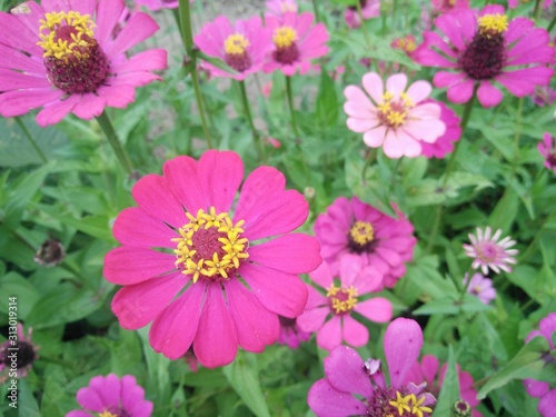 flowers in the garden