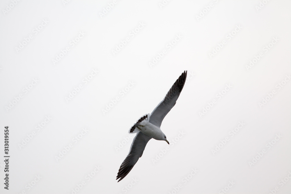 Obraz premium birld and sky