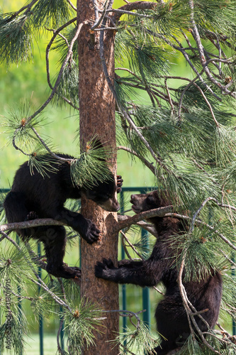 Baby Bears Playing in a Tree