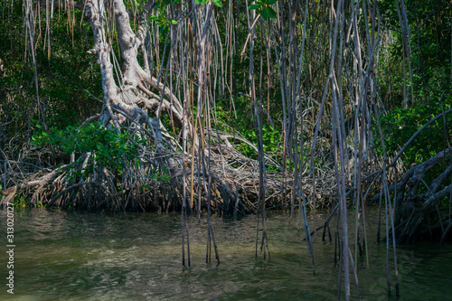 El principal lugar para visitar en Tecolutla Veracuz, México, son los manglares y pantanos, mostrando las grandes raíces de los árboles fuera del agua