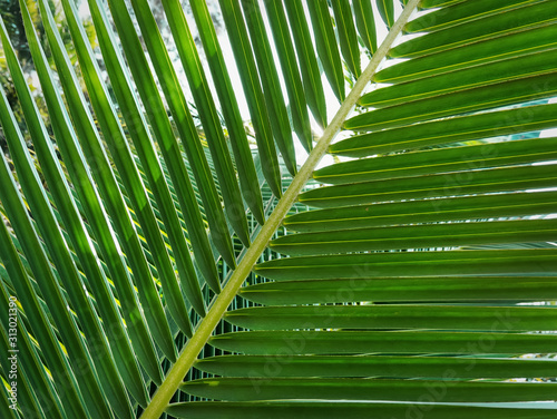 Close-up Fresh Green Palm Leaves at Garden
