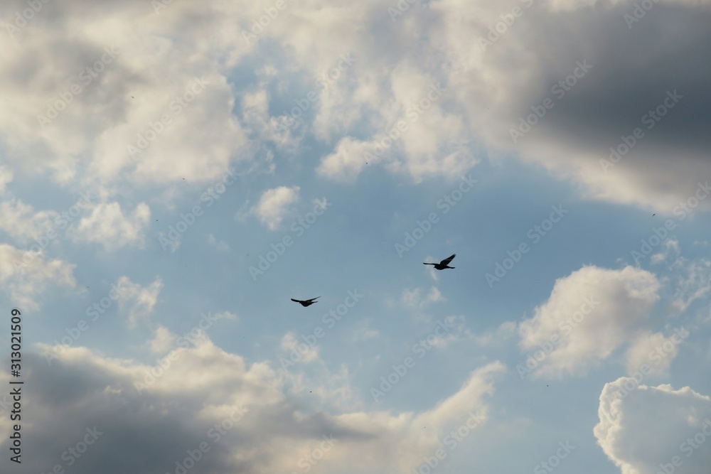 Birds flying in the sky on clouds background Birds flying in the sky on clouds background
