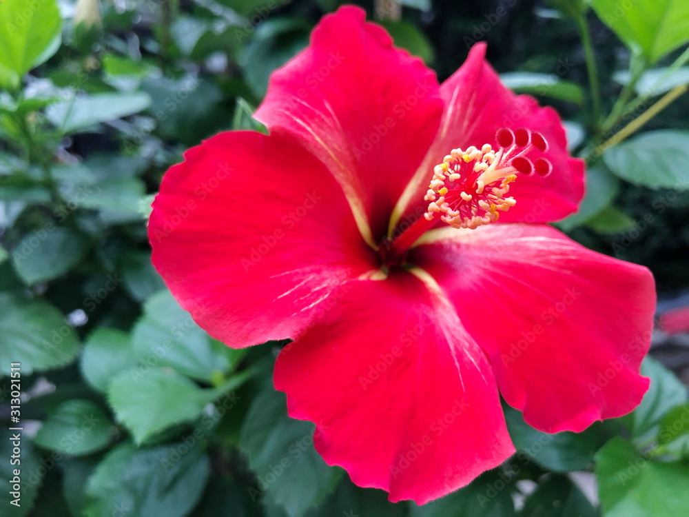 Red Hibiscus in the nature. Selective focus. Red Hibiscus in the nature. Selective focus.