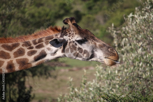 Canvas Print Giraffe eating, showing tongue