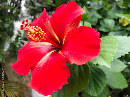 Red Hibiscus in the nature. Selective focus. © Suwit