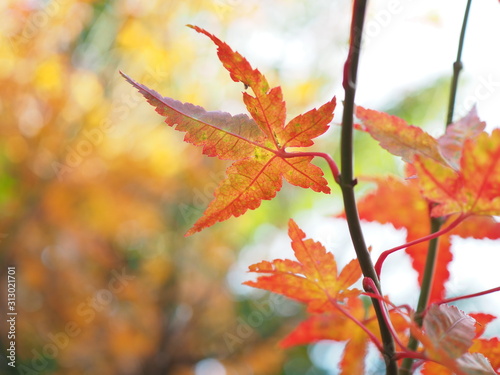 紅葉 秋 葉 景色 日本