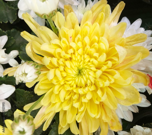 Close up Yellow Chrysanthemum flowers background.
