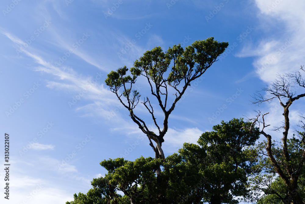 Obraz premium Evergreen laurel trees covered with perennial moss against a blue sky, background picture
