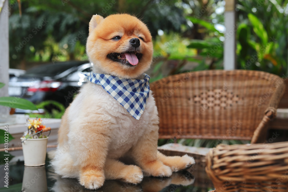 brown pomeranian dog happy smile brown pomeranian dog happy smile