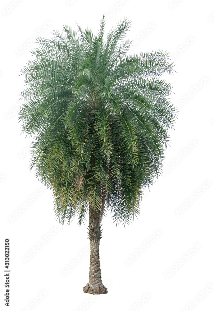 Single Phoenix Dates Palm tree isolated on white background, pinate silver leaf of palmae plant die cut with clipping path Single Phoenix Dates Palm tree isolated on white background, pinate silver leaf of palmae plant die cut with clipping path