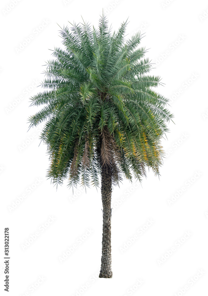 Single Phoenix Dates Palm tree isolated on white background, pinate silver leaf of palmae plant die cut with clipping path Single Phoenix Dates Palm tree isolated on white background, pinate silver leaf of palmae plant die cut with clipping path