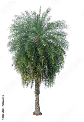 Single Phoenix Dates Palm tree isolated on white background, pinate silver leaf of palmae plant die cut with clipping path photo