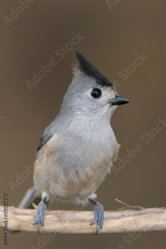 Black-crested titmouse perched on a backyard feeder photo
