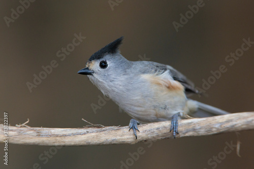 Black-crested titmouse perched on a backyard feeder