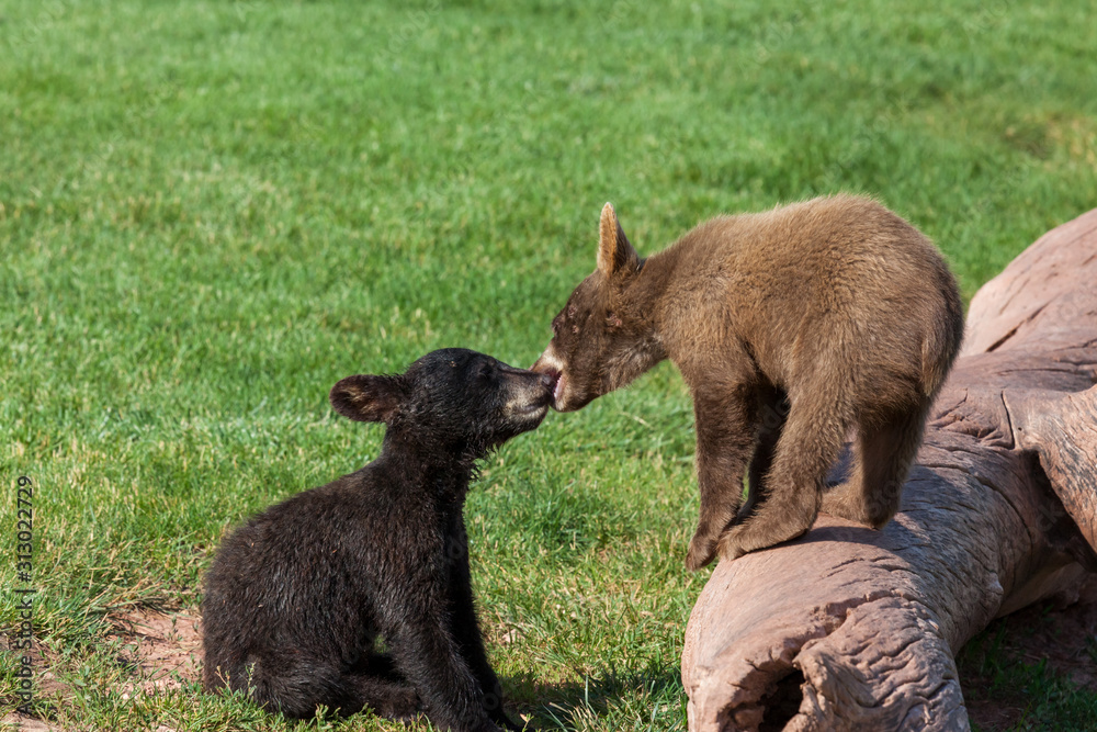 Fototapeta premium Playing Baby Bears