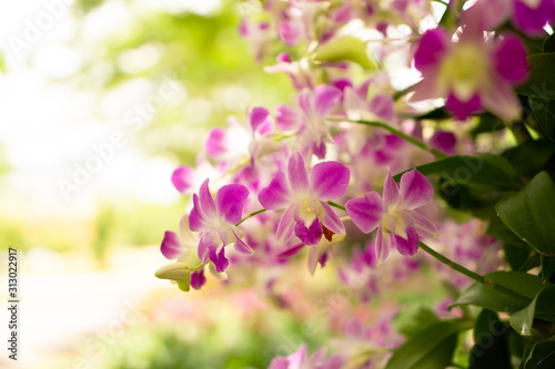 Bunch of pink petals Dendrobium hybrid orchid blooming under greenery tree on blurry background