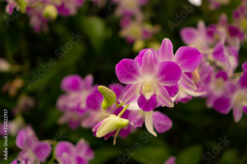 Bunches of pink petals Dendrobium hybrid orchid on dark green leaves blurry background © Arunee