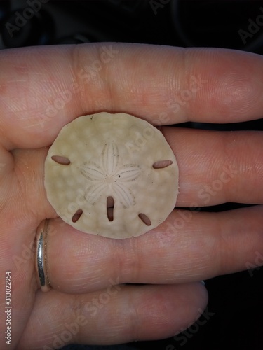 Sand Dollar