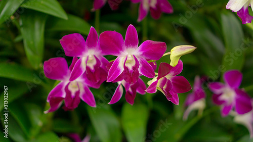 Bunches of pink petals Dendrobium hybrid orchid blossom on dark green leaves blurry background