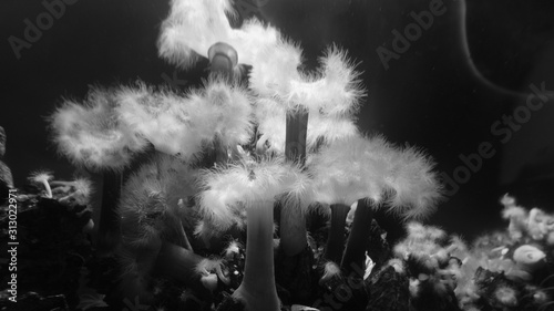 flowers in the water