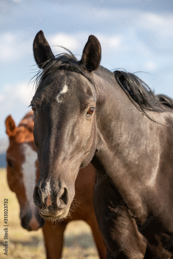 Wild Horse Portrait