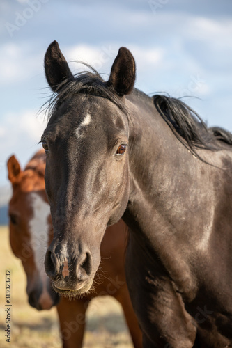 Wild Horse Portrait © Terri Cage 