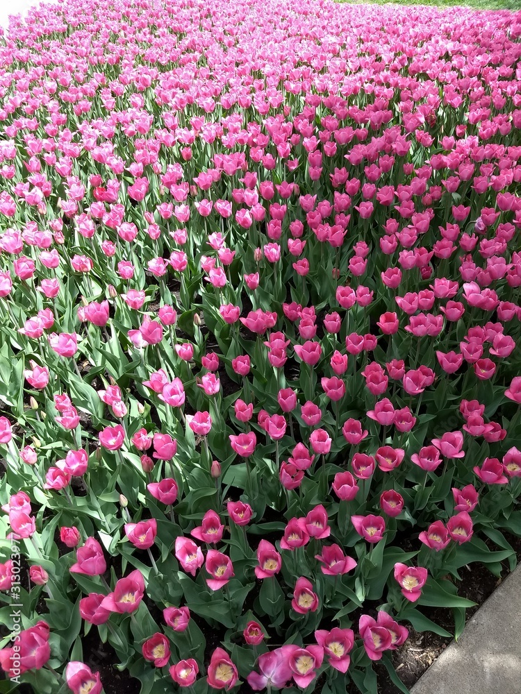 Pella Tulip Time