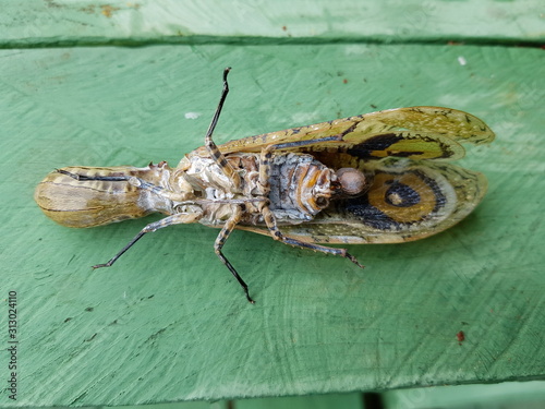 The fulgorid genus Fulgora contains several large Central and South American planthoppers known by a large variety of common names including lantern fly, peanut bug, peanut-headed lanternfly, alligato photo