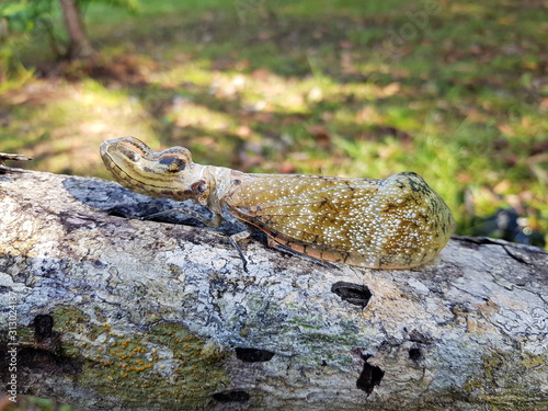 The fulgorid genus Fulgora contains several large Central and South American planthoppers known by a large variety of common names including lantern fly, peanut bug, peanut-headed lanternfly, alligato photo