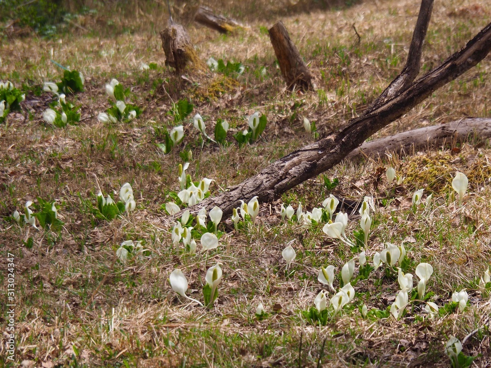 水芭蕉群生地stock Photo Adobe Stock