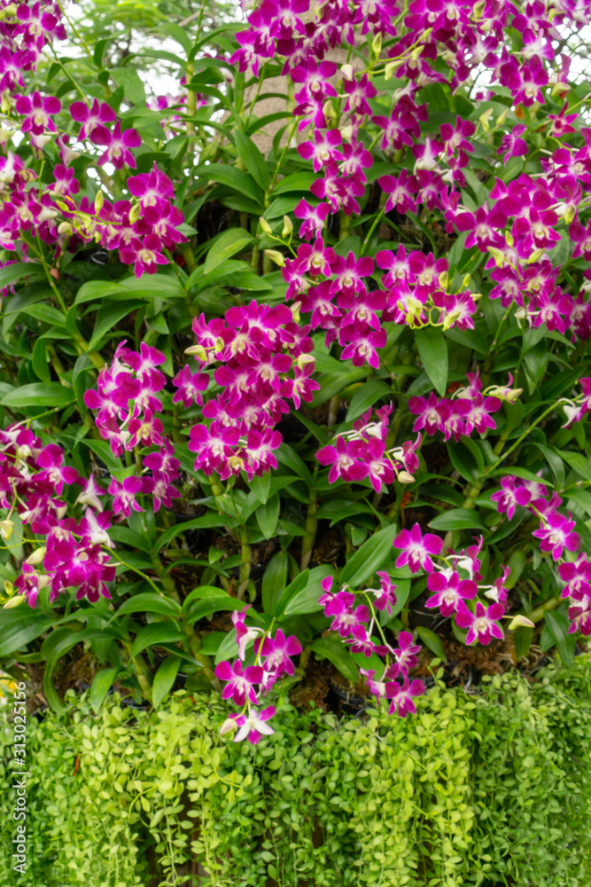 Bunches of purple petals Dendrobium hybrid orchid blossom on green leafs tree, image verticale