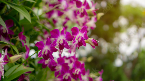 Orchids garden, bunches of pink petals Dendrobium hybrid orchid blossom on dark green leaves blurry background