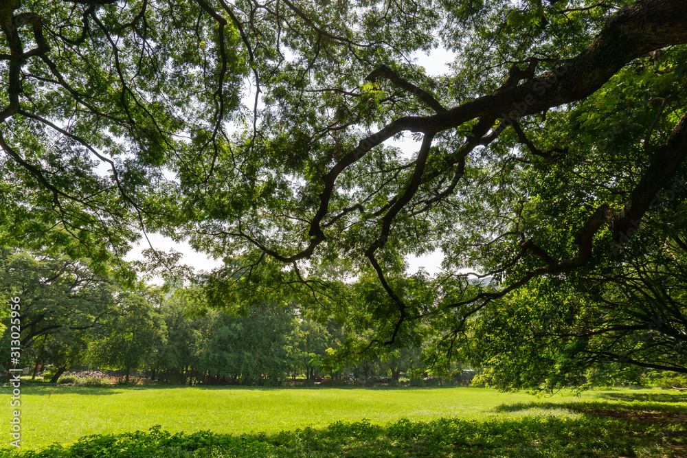 The greenery leaves branches of big Rain tree sprawling cover on green grass lawn under sunshine morning, plenty trees on background in the publick park The greenery leaves branches of big Rain tree sprawling cover on green grass lawn under sunshine morning, plenty trees on background in the publick park