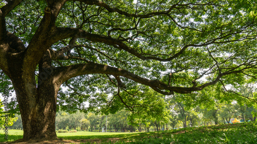 The greenery leaves branches of big Rain tree sprawling cover on green grass lawn under sunshine morning, plenty trees on background in the publick park