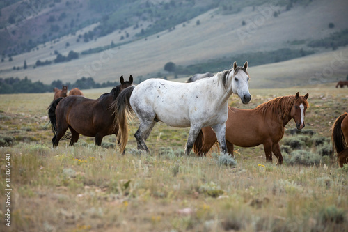 Wild Horse Herd