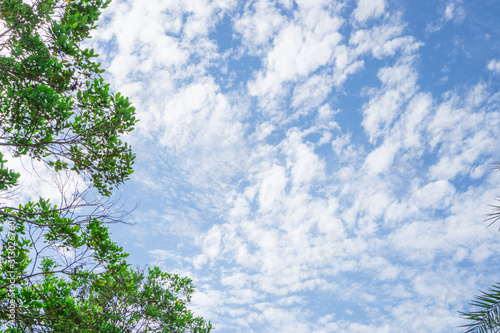Upward view of soft wave of fluffy white clouds on vivid blue sky  evergreen leafs trees on frame