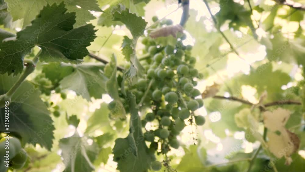 Shooted in slow motion, organic grape tree, leaf and immature green grapes in Chile