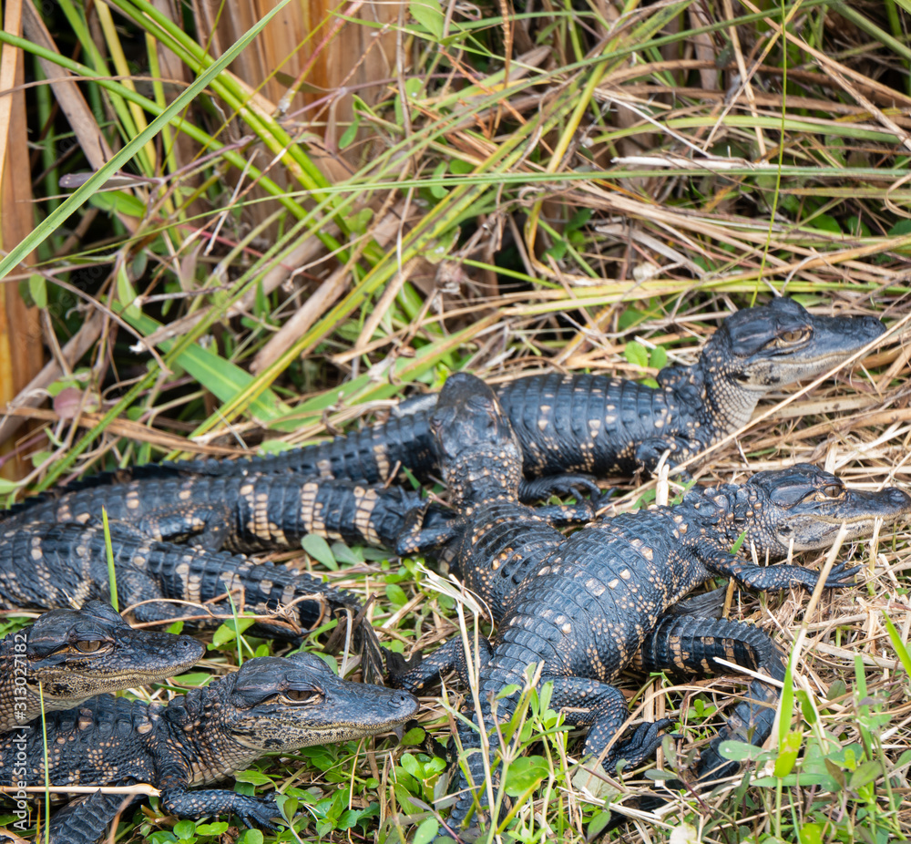 Five baby American Alligators, Alligator mississippiensis, in Everglades National Park, Miami, Florida, USA. Five baby American Alligators, Alligator mississippiensis, in Everglades National Park, Miami, Florida, USA.