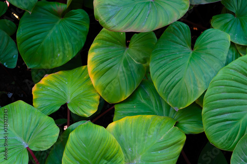 The background image of the leaves shaped like a heart is green and refreshing.